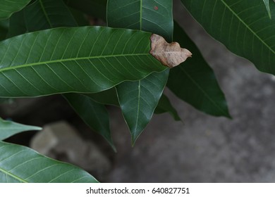 compare two leaves,focus at burned leaf and normal leaf