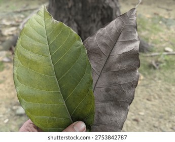 Comparison between a fresh green leaf and a dry brown leaf held by hand in nature background.