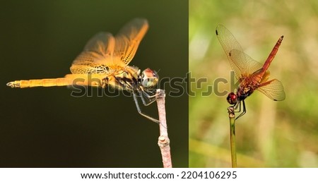 Comparison color of Crimson Marsh Glider between male (red) and female(yellow)