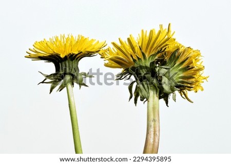 Comparison of dandelions - common plant and dandelions fused together. Abnormality of plant growth, fasciation, caused by genetic mutation or other causes. Isolated on white background