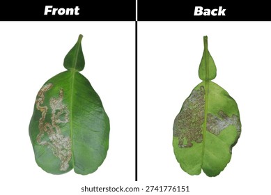 Comparison of front and back sides of Kaffir lime leaf damaged by Citrus Leaf Miner (Phyllocnistis citrella), showing silver serpentine tunnels on green leaf surface, isolated on white background.