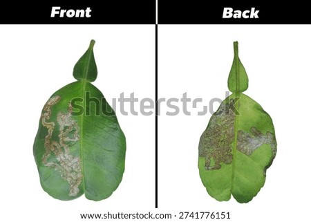 Comparison of front and back sides of Kaffir lime leaf damaged by Citrus Leaf Miner (Phyllocnistis citrella), showing silver serpentine tunnels on green leaf surface, isolated on white background.