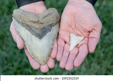 Megalodon Images Stock Photos Vectors Shutterstock Megalodon Images Stock Photos Vectors Shutterstock