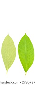 Comparison of Rubber tree leaf showing back side on the left and front side on the right isolated on white background