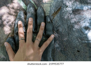 Comparison Of The Size Of A Human Hand To The Hand Of A Monkey, Orangutan, Hand Of A Young Woman. Mexico Guadalajara