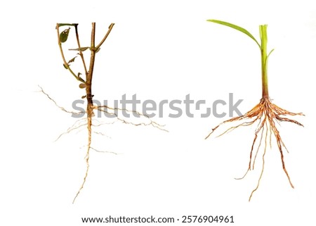 A comparison of two root systems: a taproot system (left) and a fibrous root system (right)
