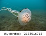 Compass jellyfish (Chrysaora hysoscella) drifting midwater off the Welsh coast