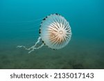 Compass jellyfish (Chrysaora hysoscella) drifting midwater off the Welsh coast