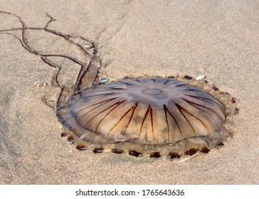 Compass Jellyfish Stranded At Beach