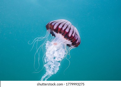 Compass-jellyfish (Chrysaora hysoscella) swimming in open water. Beautiful white body with radial brown/ pink pattern on its bell.