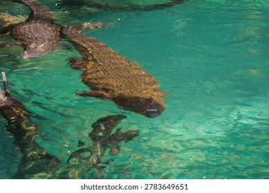 A compelling high-angle shot capturing a dominant crocodile navigating pristine turquoise waters alongside another reptile. The crystal-clear tropical pond beautifully reveals their armored bodies and a submerged tree trunk, creating an atmosphere of wild danger.