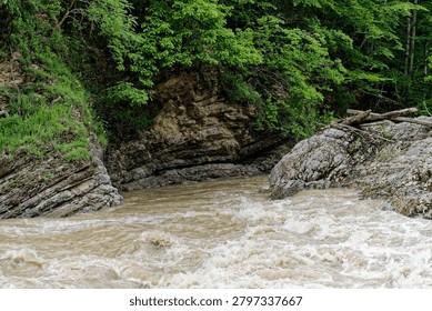 A compelling medium shot showcasing the exposed geological layer cake and sedimentary strata of steep canyon walls. The high-angle view highlights the intense mechanical weathering and structural folding of ancient rock formations in the Western Caucasus, Republic of Adygea. Below the exposed cliffs, the fast-flowing, silt-laden mud torrent of the Sakhray river creates turbulent, roaring rapids with white sea foam during a severe flash flood. Lush broadleaf forest vegetation anchors the top soil layer above the stratified limestone. This specialized composition serves as an exceptional resource for structural geology textbooks, tectonic studies, and fluvial geomorphology journals
