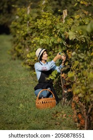 Competent Female Farmer In Black Apron And Summer Hat Harvesting Grape On Field. Middle Aged Caucasian Woman Using Gardening Scissors And Wicker Basket During Seasonal Work On Vineyard.