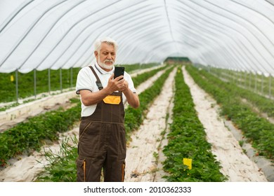Competent senior agronomist in uniform using modern smartphone while standing on strawberry plantation. Modern technology for cultivation of plants.