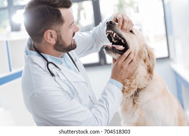 Competent veterinary checking all teeth