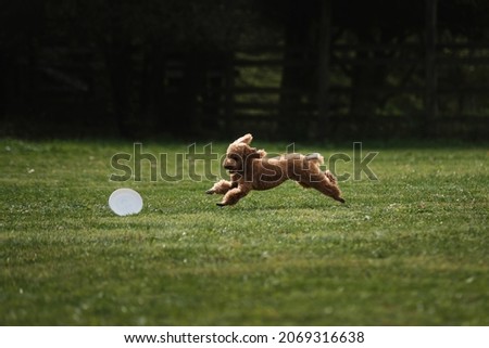 Similar – Small, blond Labrador puppy runs clumsily across the lawn, his floppy ears flying up