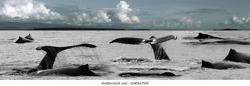 Compilation Humpback Whales Prince Rupert Bc Canada