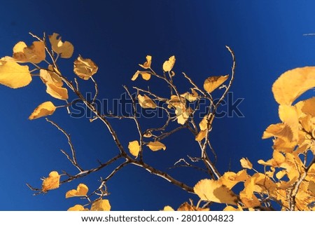 Complementary colors - yellow- deep blue. Gradient blue with polarized filter. 