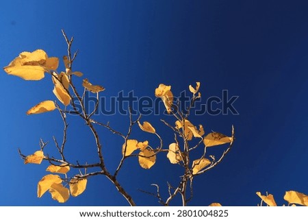 Complementary colors - yellow- deep blue. Gradient blue with polarized filter. 