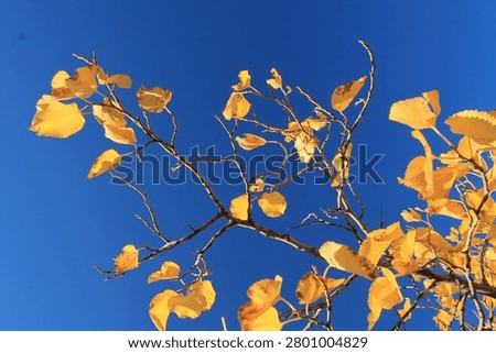 Complementary colors - yellow- deep blue. Gradient blue with polarized filter. 