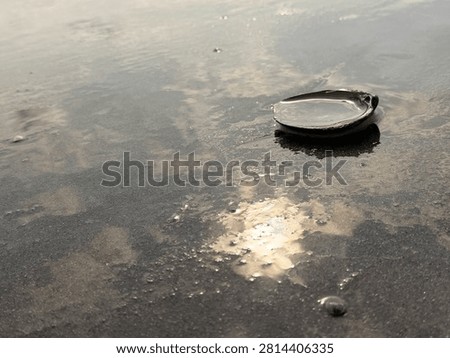 A complete clam shell half, face up, collects some sea water as a sunrise wave recedes back into the ocean. Myrtle Beach SC 2026