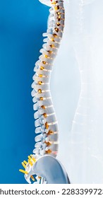 Complete human spine skeleton model with beautiful reflection on glass table.Cervical, thoracic and lumbar spine to sacrum.Doctor in the orthopedic unit uses it for patient education before surgery.
