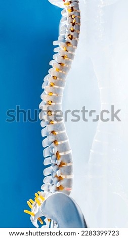Complete human spine skeleton model with beautiful reflection on glass table.Cervical, thoracic and lumbar spine to sacrum.Doctor in the orthopedic unit uses it for patient education before surgery.