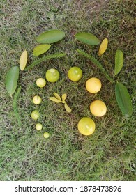 A Complete Lifecycle Of Lemon