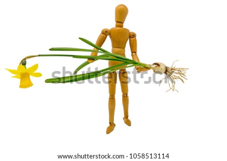 Complete narcissus with flower and onion is carried by a wooden figure