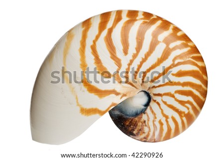 Complete Nautilus Shell