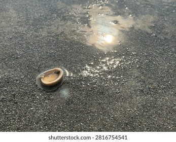 A complete shell, face up, collects some sea water as a sunrise wave soaks into the sand. Myrtle Beach SC 2026