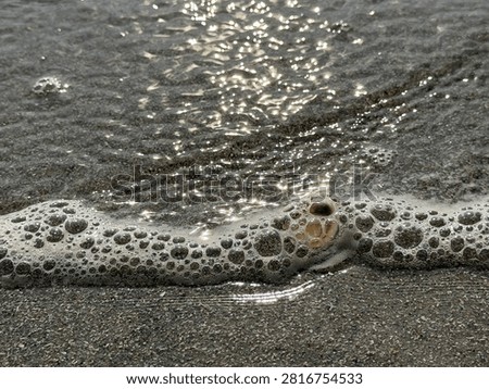 A complete shell, face up, collects some foamy sea water as a sunrise wave soaks into the sand. Myrtle Beach SC 2026
