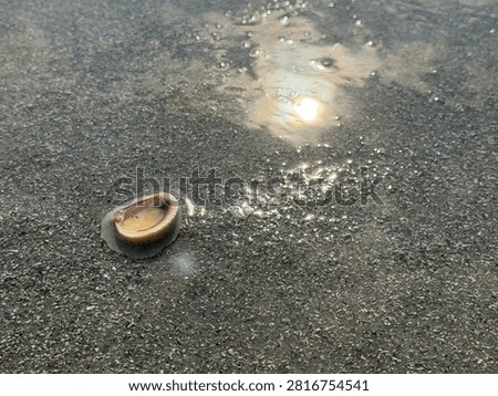 A complete shell, face up, collects some sea water as a sunrise wave soaks into the sand. Myrtle Beach SC 2026