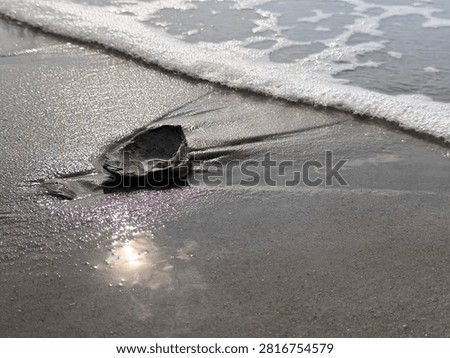 A complete shell, face up, collects some sea water as a sunrise wave recedes back into the ocean. Myrtle Beach SC 2026