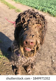 completely dirty mushy dog ​​face