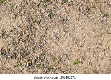 Completely seamless sand texture, sandy soil texture, small grass sprouts on the sand, texture for design