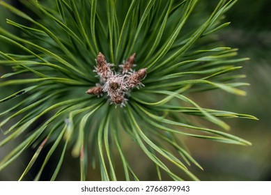Complex artwork displaying pine needles originating at center with soft background bokeh effects