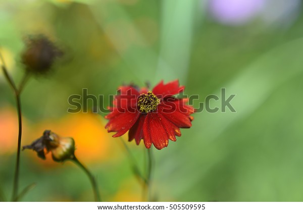 Complex Body Seed Reproduction Flowering Angiosperms Stock Photo Edit Now