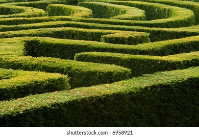 Complex Hedge Maze