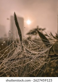 a complex and large web is soaked through with morning dew. the owner of the web has hidden and is waiting for the fog and dew to go away