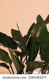 A complex mixture of tropical plants
