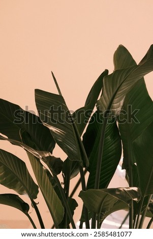 A complex mixture of tropical plants
