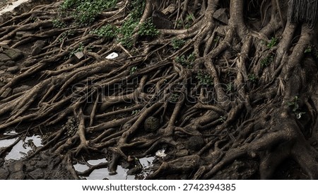 A complex network of intertwined tree roots spreading across the ground, creating a powerful and organic natural pattern in the soil.