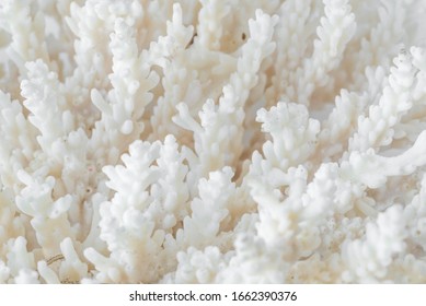 Complex Shape White Sea Coral