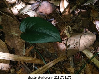 Complex Types Of Plants In The Borneo Rainforest 