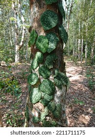 Complex Types Of Plants In The Borneo Rainforest 