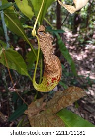 Complex Types Of Plants In The Borneo Rainforest 