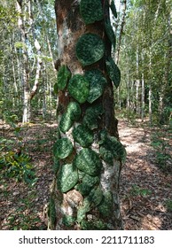 Complex Types Of Plants In The Borneo Rainforest 