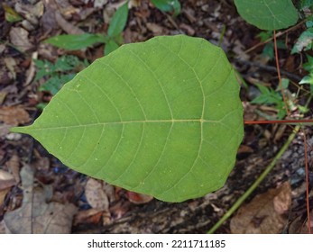 Complex Types Of Plants In The Borneo Rainforest 