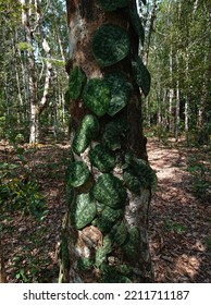 Complex Types Of Plants In The Borneo Rainforest 